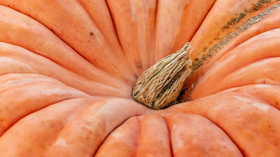 pumpkin-7056654_960_720